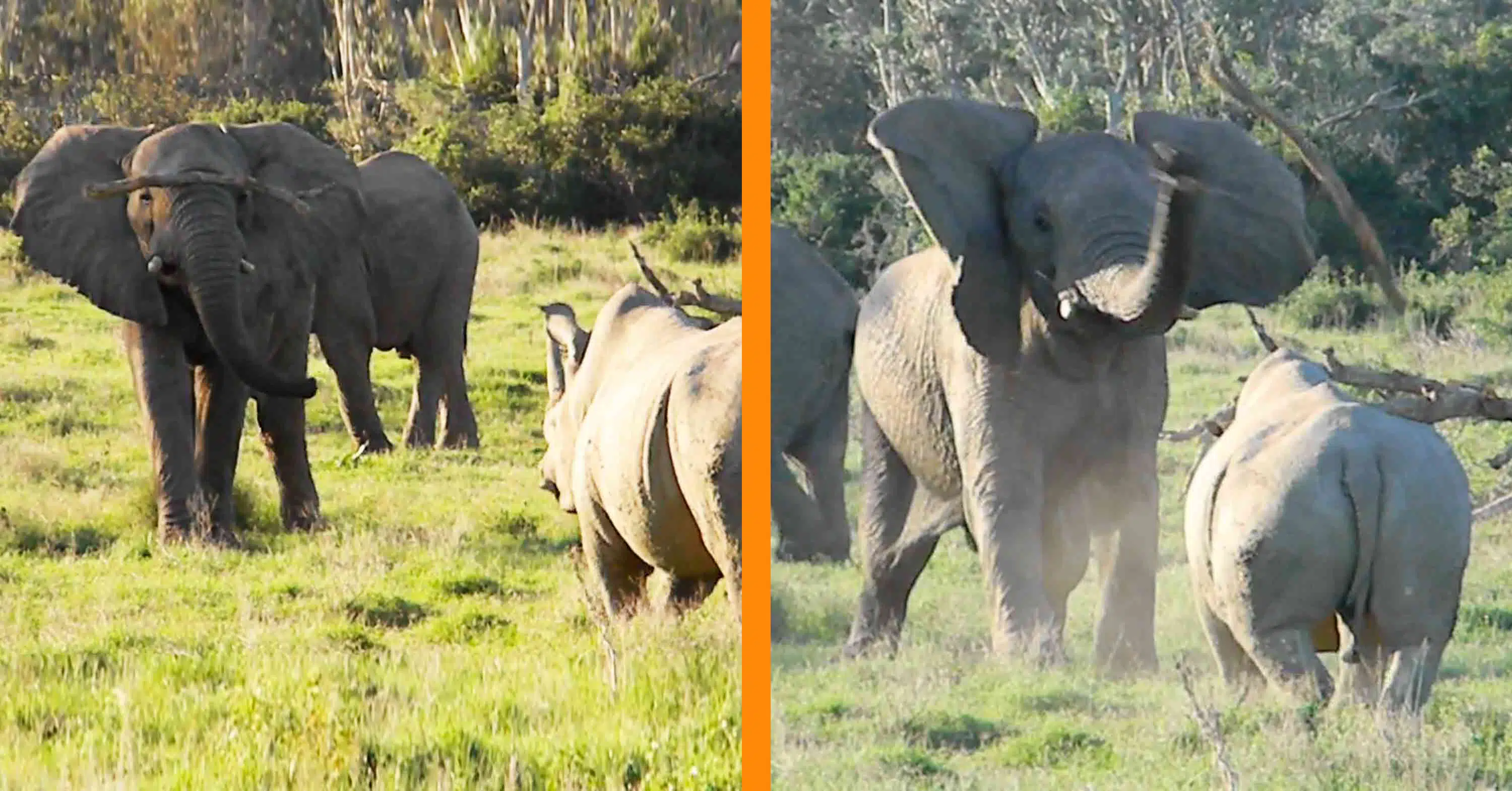 Rhino Charges Elephant, Elephant Throws Stick!