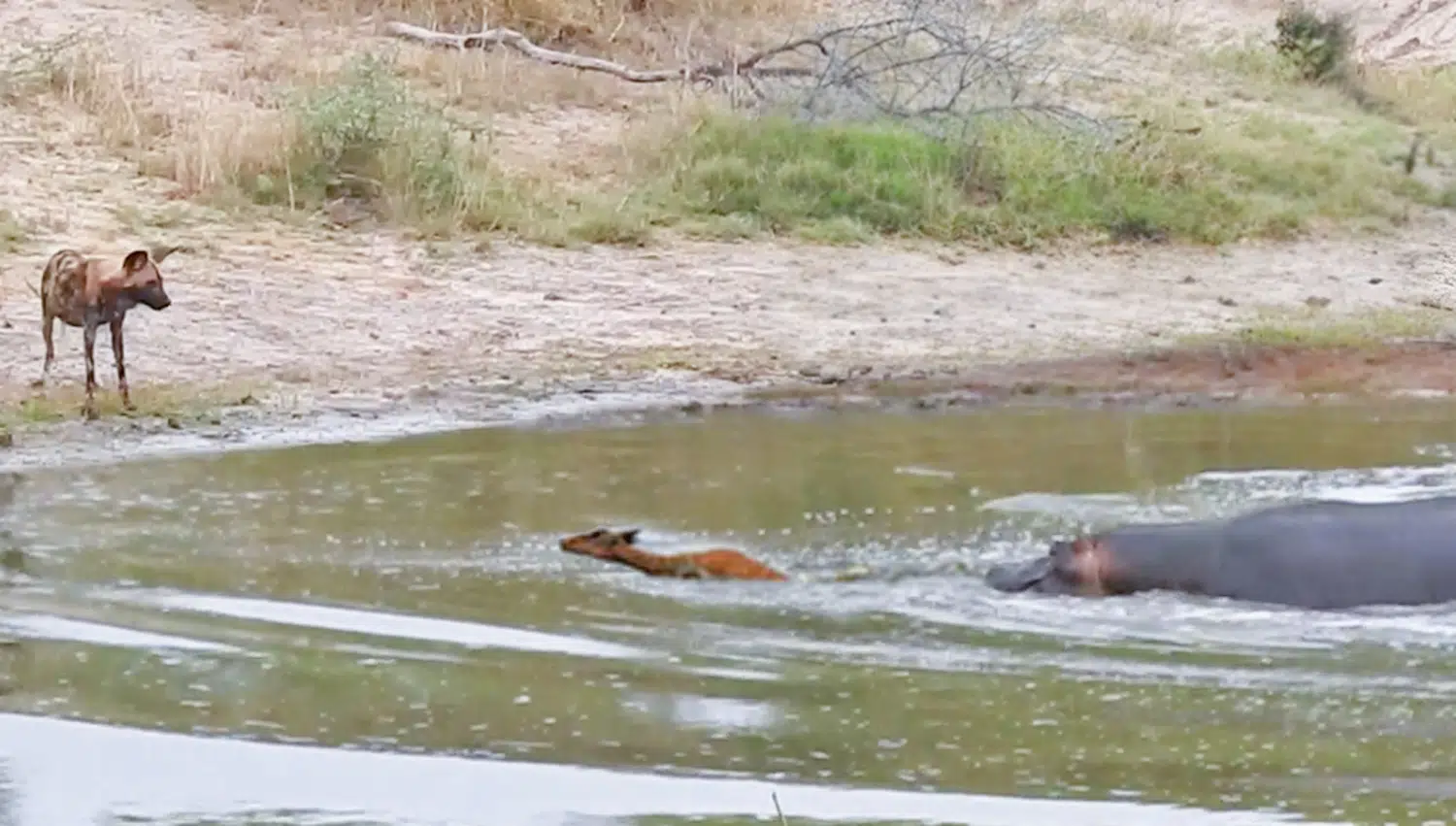 Impala in a Catch-22 Between Hippo and Wild Dog