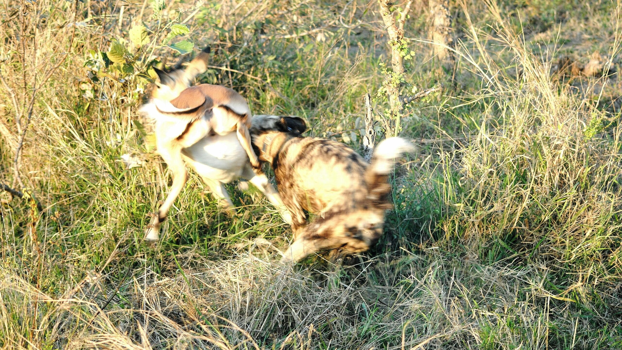 Wild dog hunting impala in Kruger