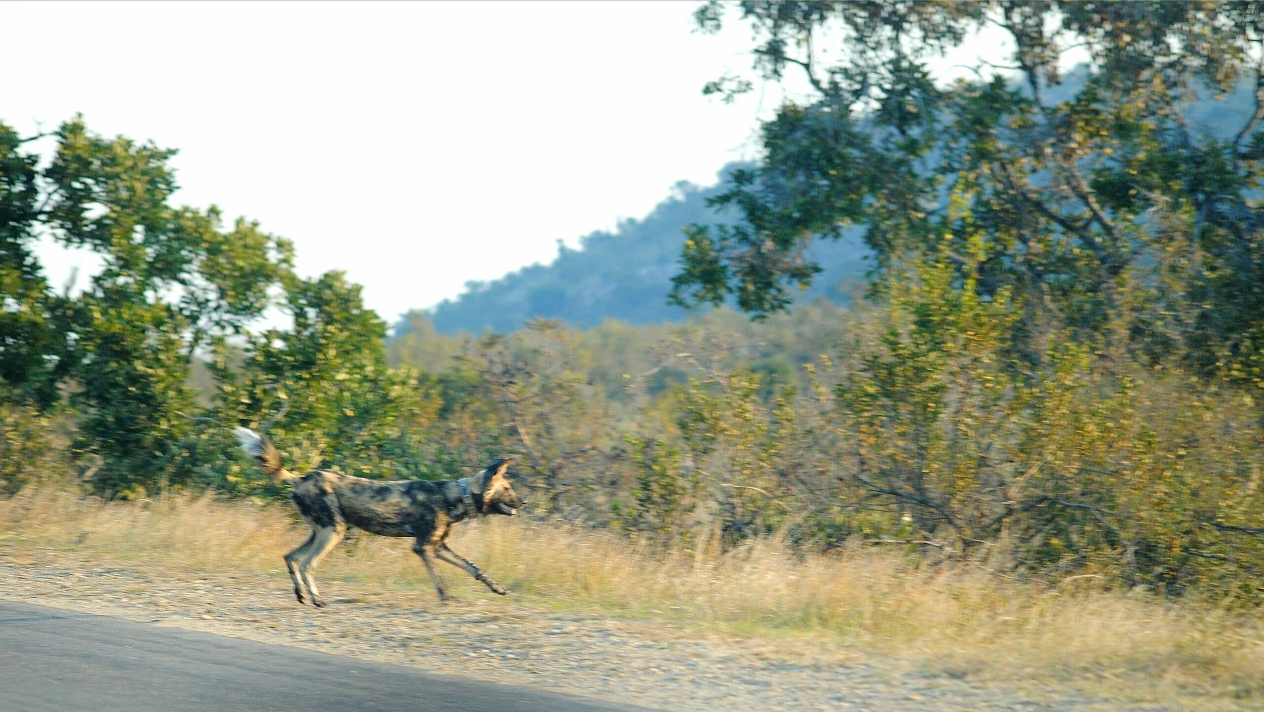 Wild Dog Catches Impala Mid-Air