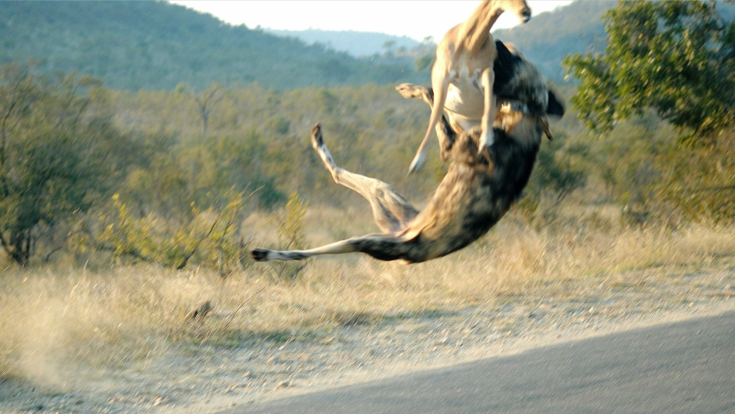 Wild Dog Catches Impala Mid-Air