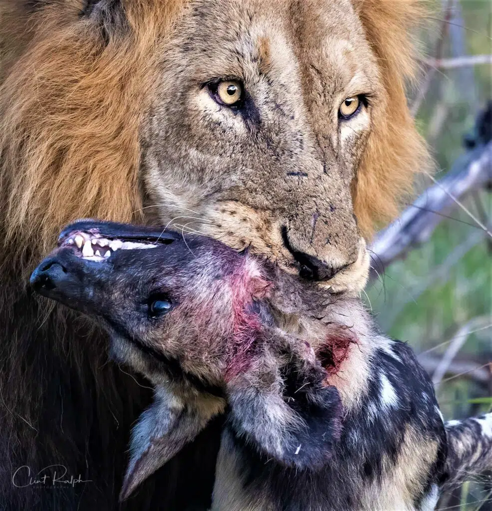Male Lion Ends Alpha Wild Dog's Reign