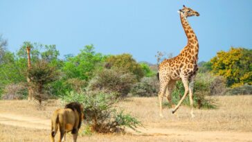 Male lion hunting a giraffe