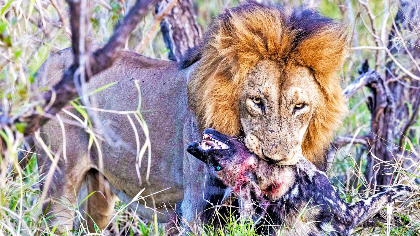 Male Lion Ends Alpha Wild Dog's Reign