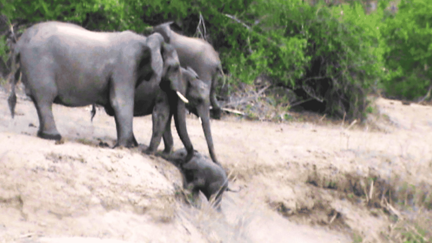 Elephants Help Calf That Can’t Get Up the Ridge