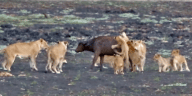 Lion cubs kill baby buffalo
