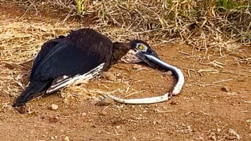 Dead Snake Chokes Bird