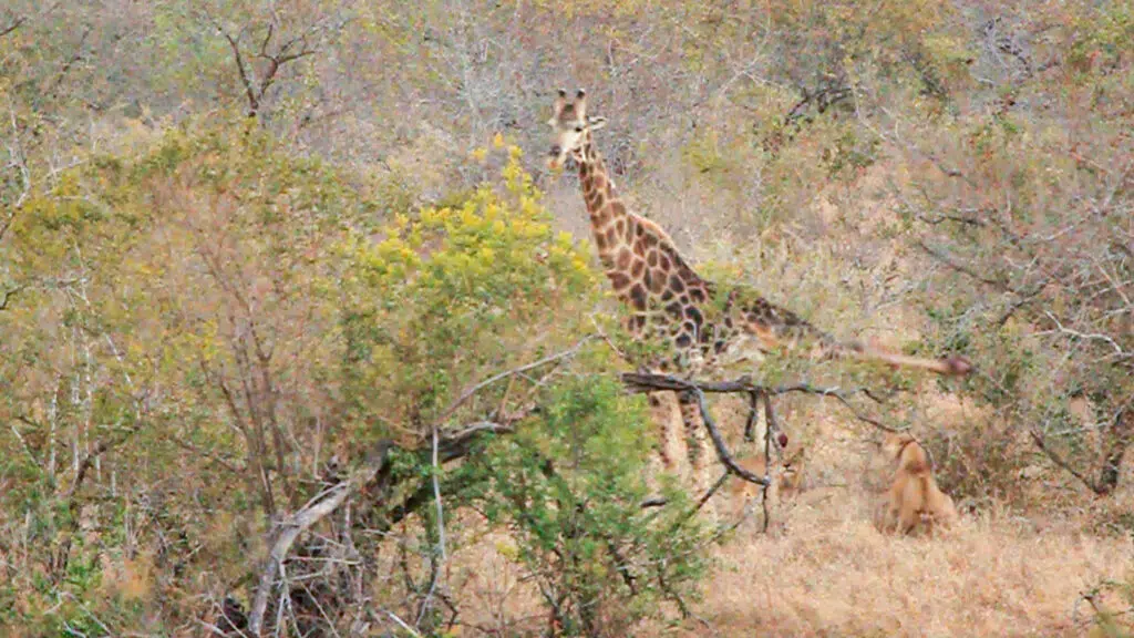 Giraffe Kicks Lions To Defend Itself