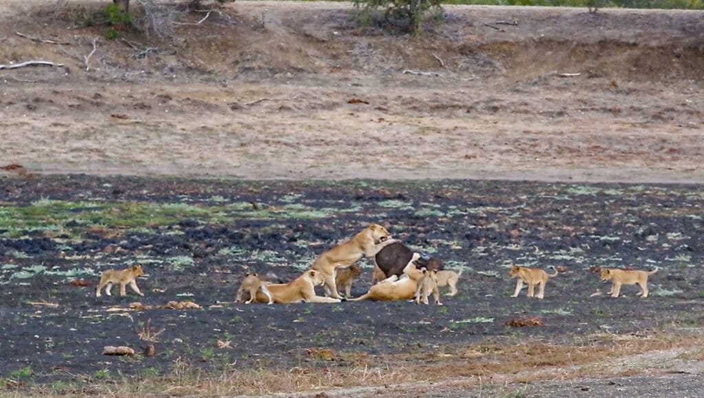 10 lion cubs vs 1 buffalo calf