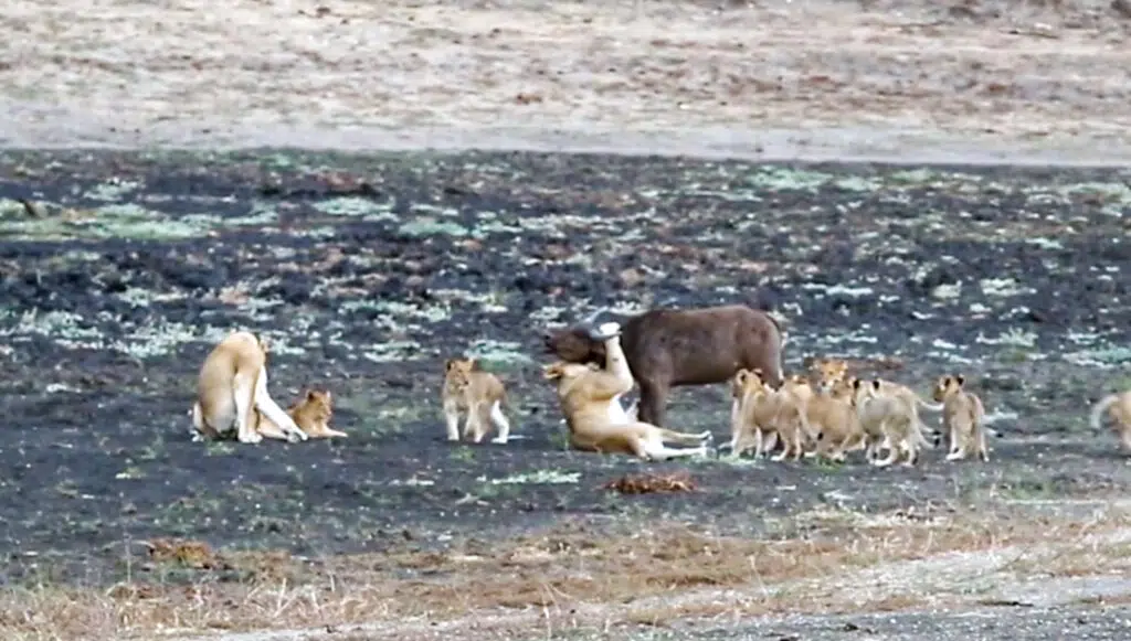 10 lion cubs vs 1 buffalo calf
