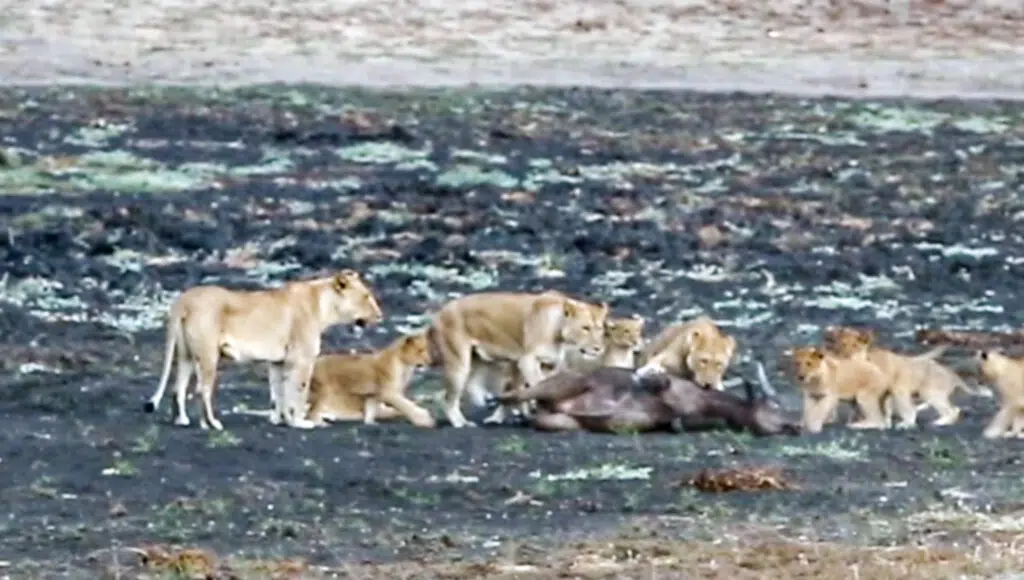 10 Lion Cubs vs 1 Buffalo Calf