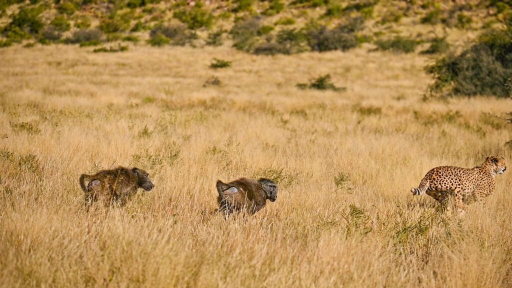 Lost Cheetah Calling Brother Attracts Aggressive Baboons Instead