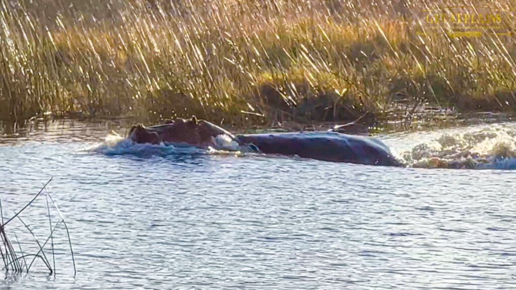 Hippo Attacks 3 Lions Crossing the River