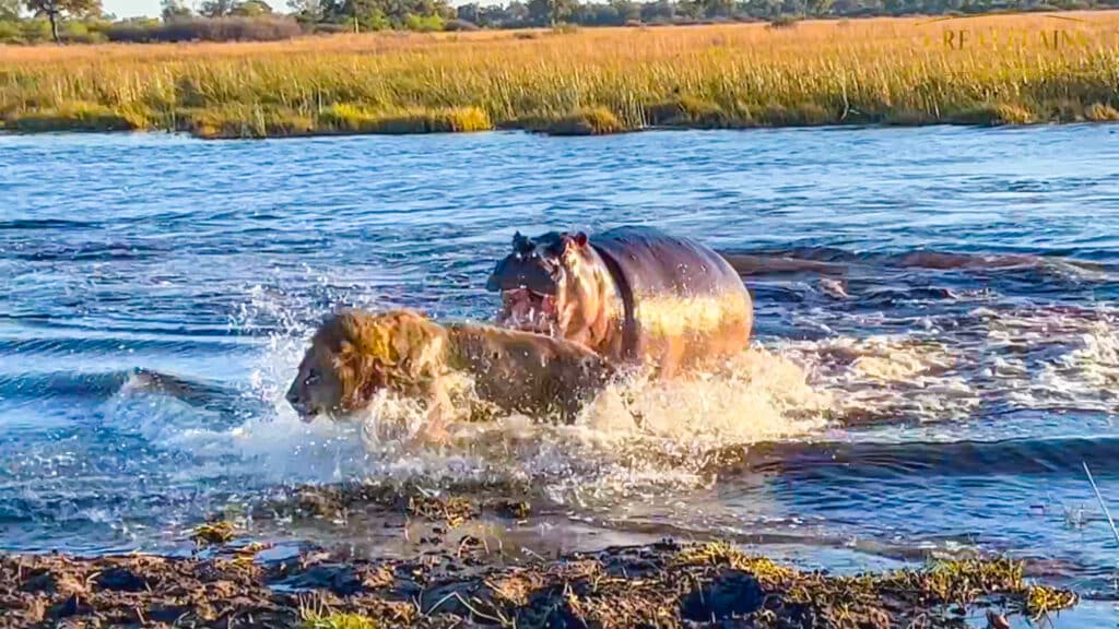 Hippo Attacks 3 Lions Crossing the River