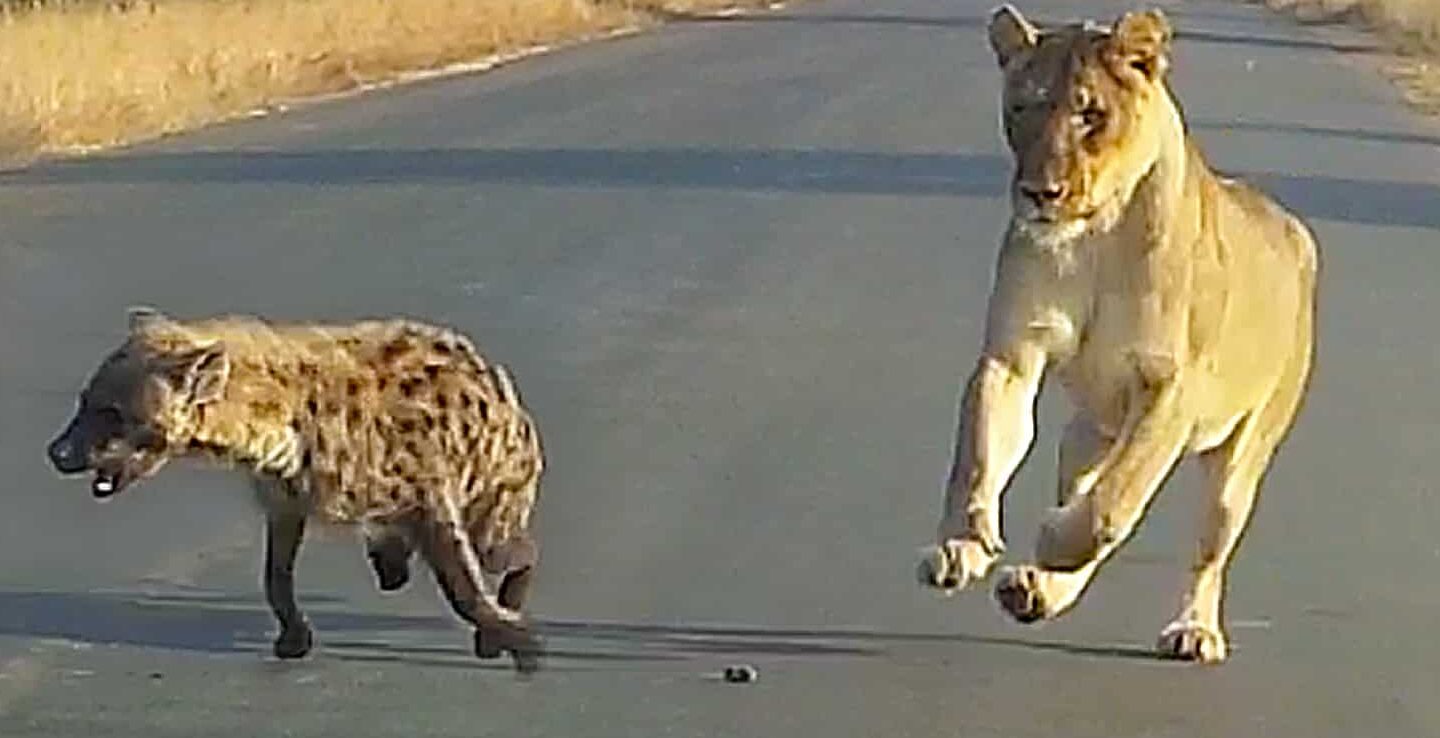 Lion catches hyena