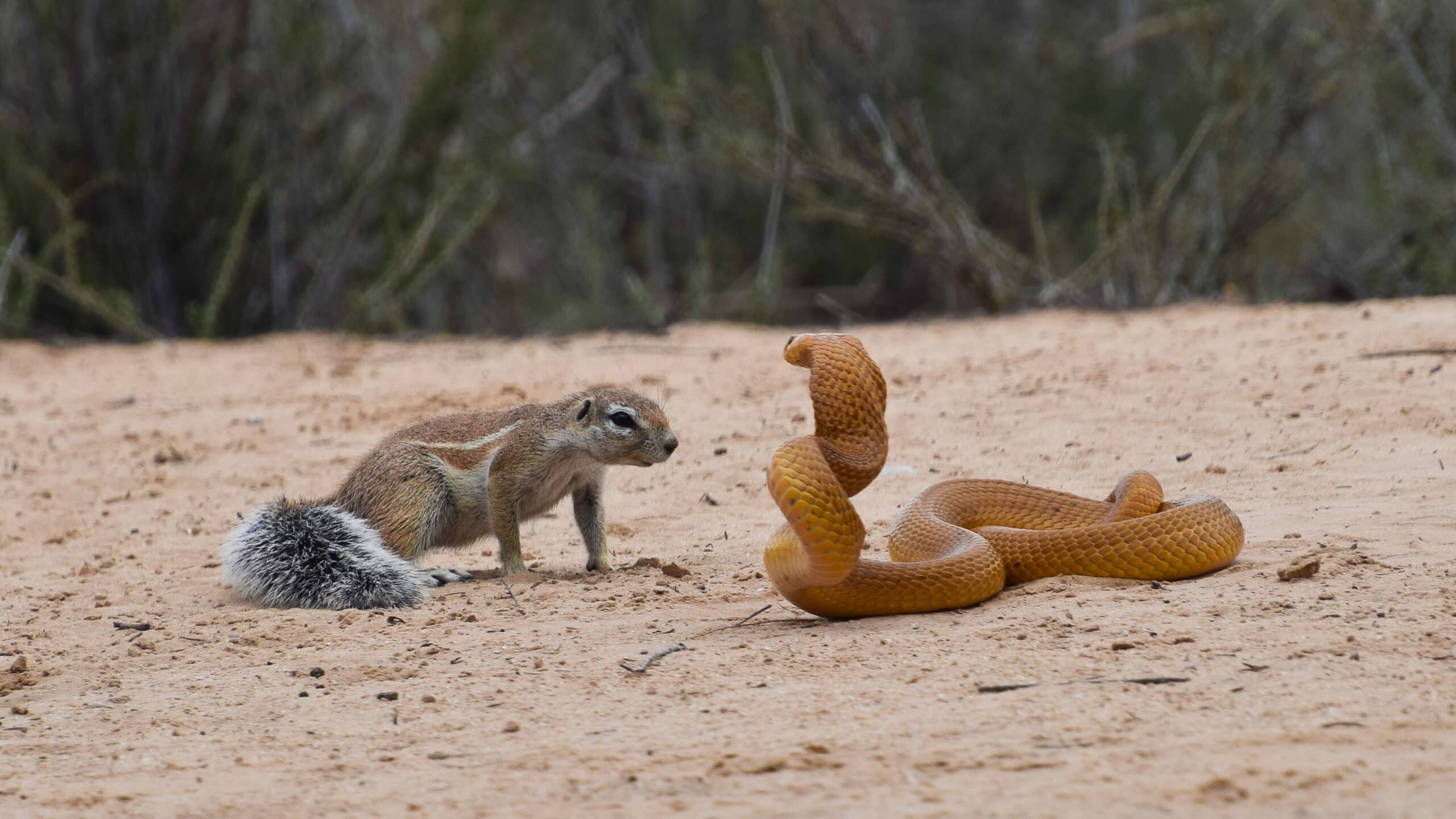 Squirrels and Mongoose Bully Cobra