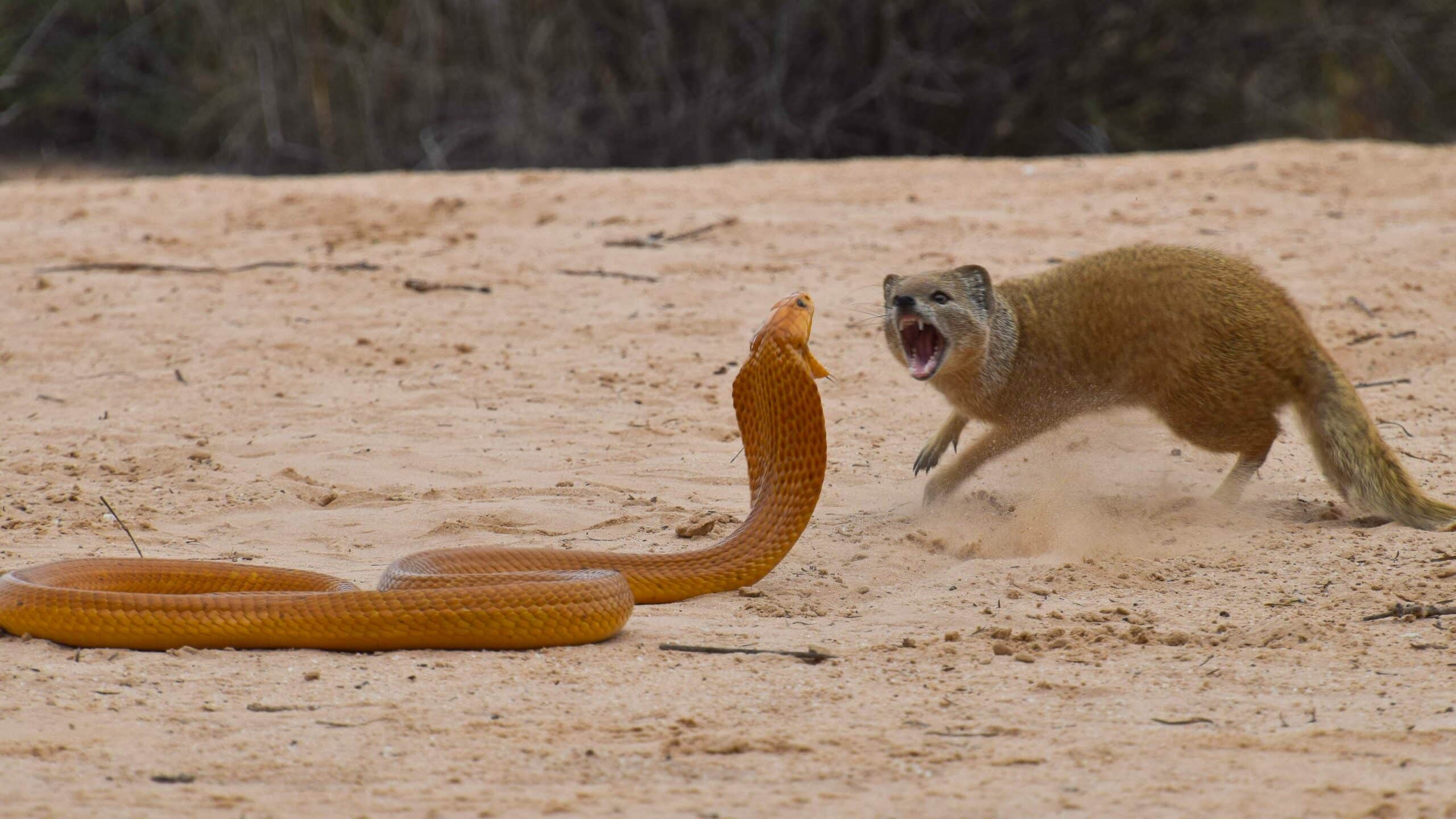Squirrels and Mongoose Bully Cobra
