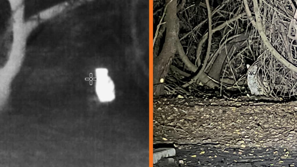 Spotted genet seen on thermal camera