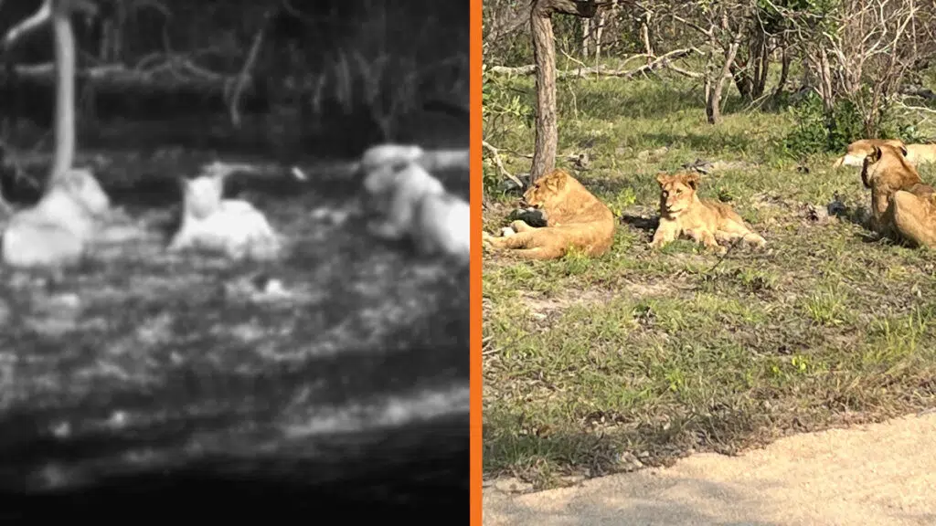 Lions by the road using the thermal camera