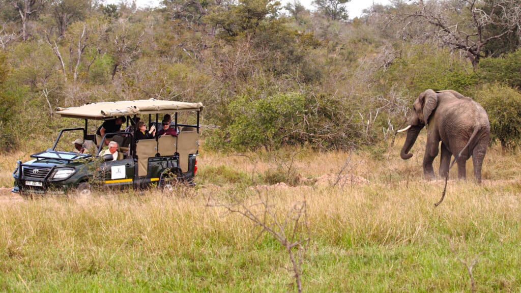 Why a Field Guide Will Make Your Safari Experience Better