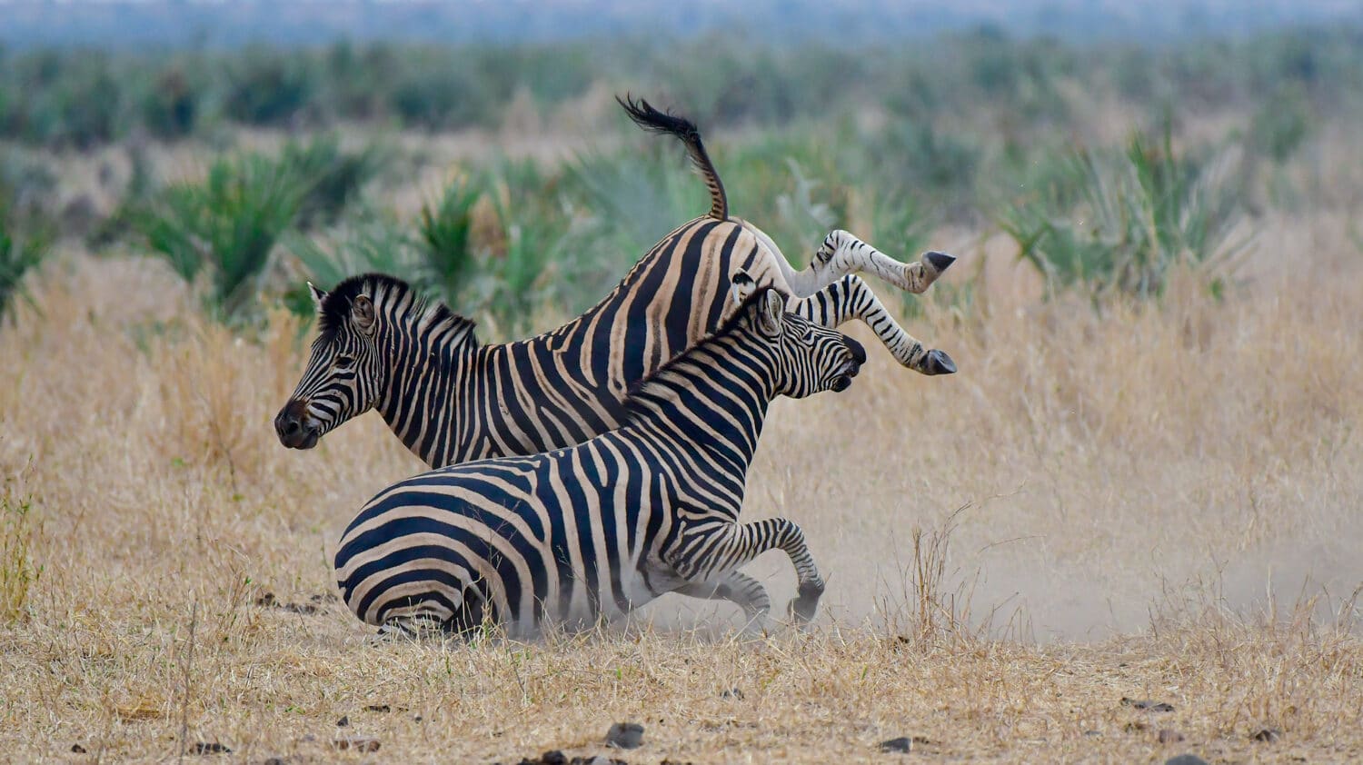 Zebras Fighting - Battle of the Stripes