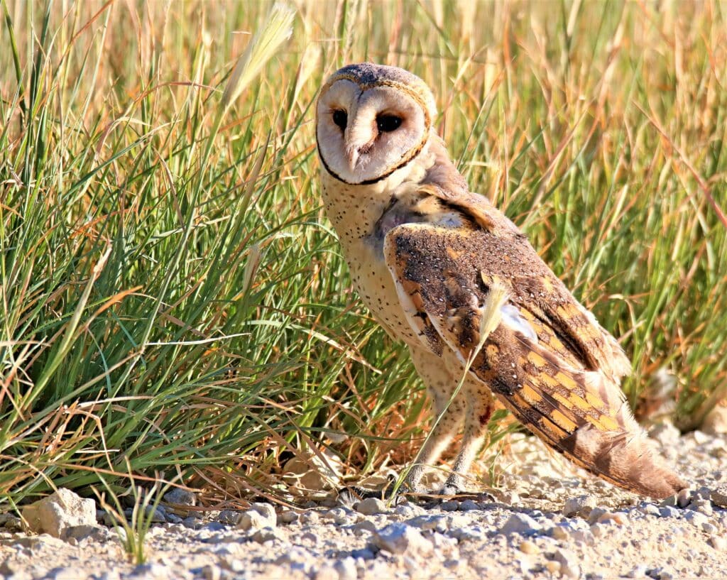 Hawk Attacks Injured Owl