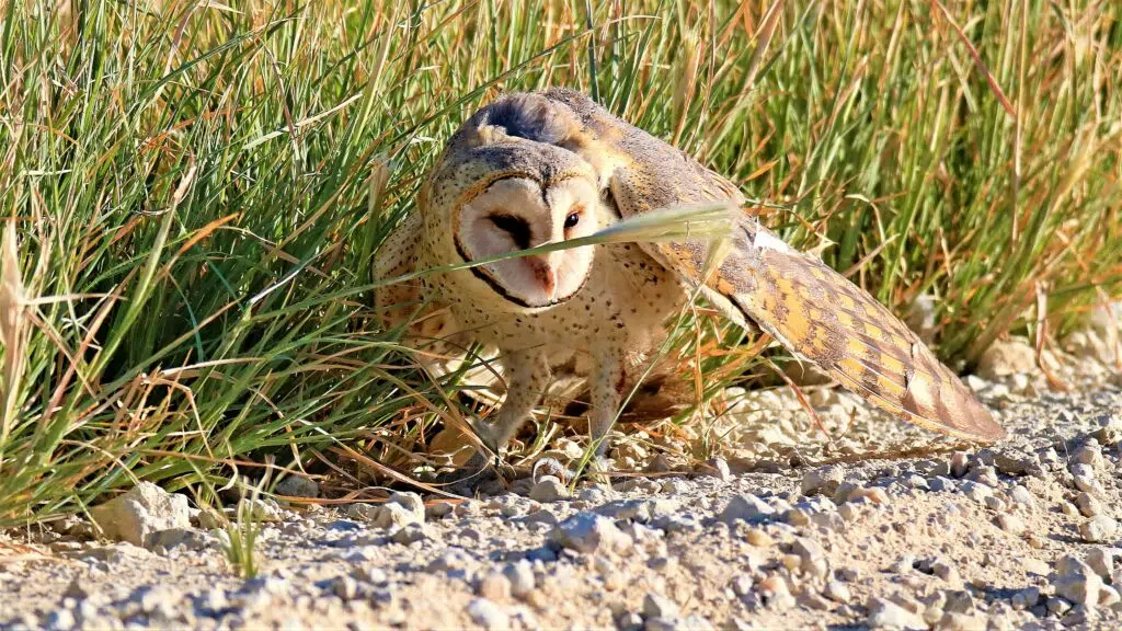 Hawk Attacks Injured Owl