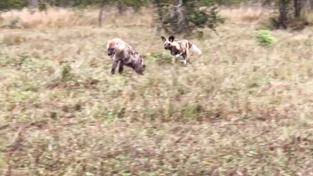 Wild Dog chases Spotted Hyena
