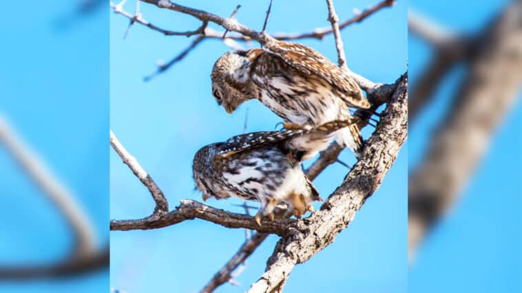 Mating Pearl-Spotted Owls