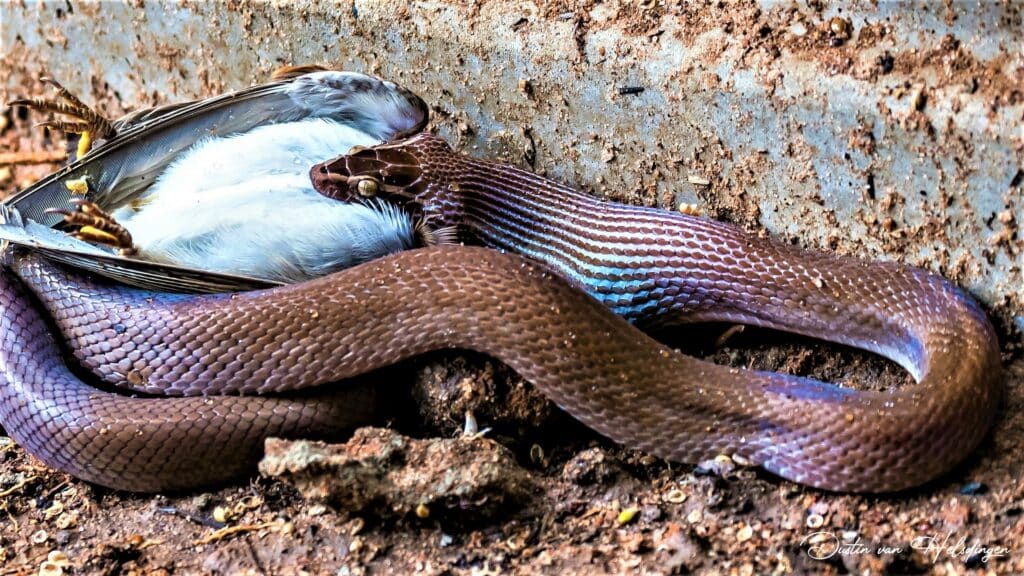 Snake Swallows Bird 3 Times its own Size