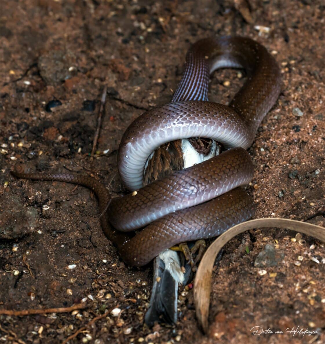 Snake Swallows Bird 3 Times its Size