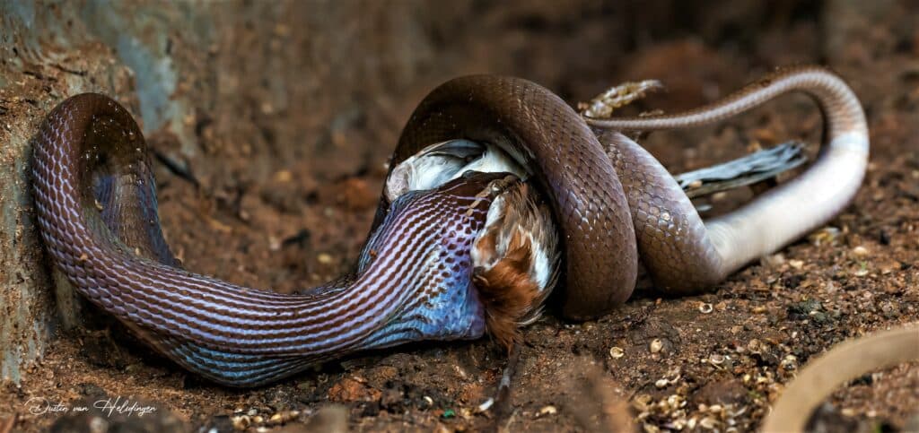 Snake Swallows Bird 3 Times its own Size