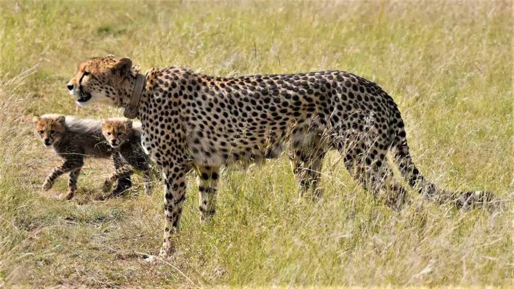 Where to Spot Cheetahs - The World's Fastest Animals