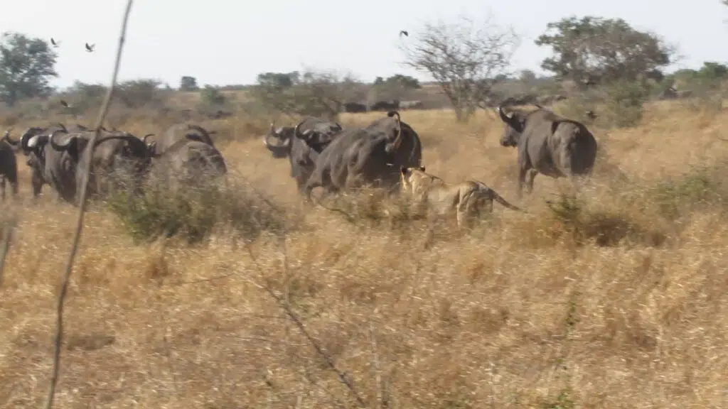 Grazing Buffalo Walks Right into Lion and Gets the Fright of Its Life