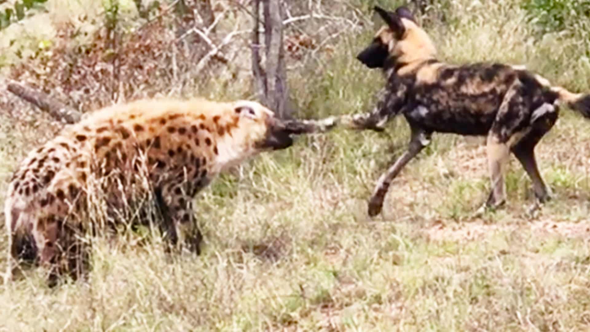 Wild Dog & Hyena Punching Match