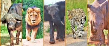 The BIG 5 - A Series on Africa's Famous 5