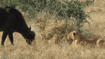 Grazing Buffalo Walks Right into Lion and Gets the Fright of Its Life