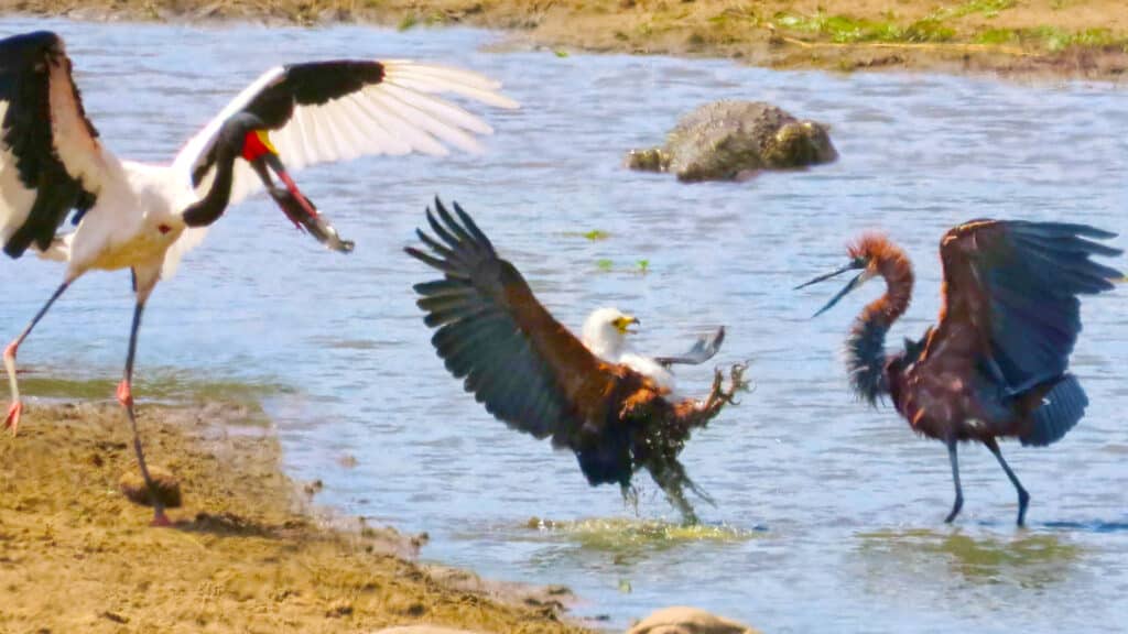 3 Hungry Birds and Crocodile Fight Over 1 Fish