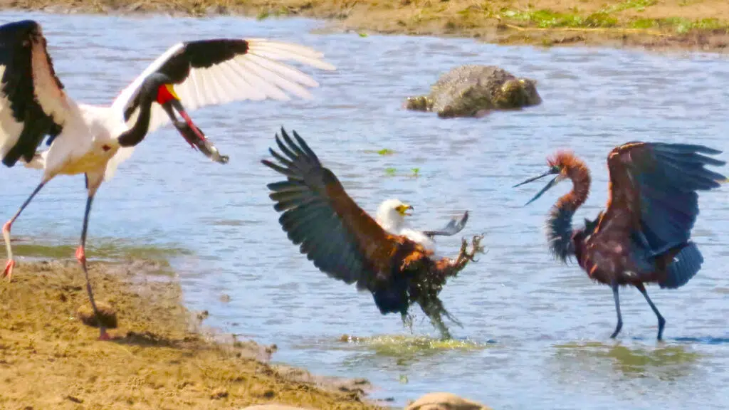 3 Hungry Birds and Crocodile Fight Over 1 Fish