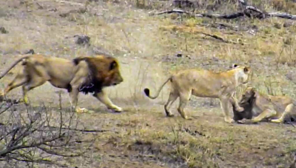 Lions hunt warthog