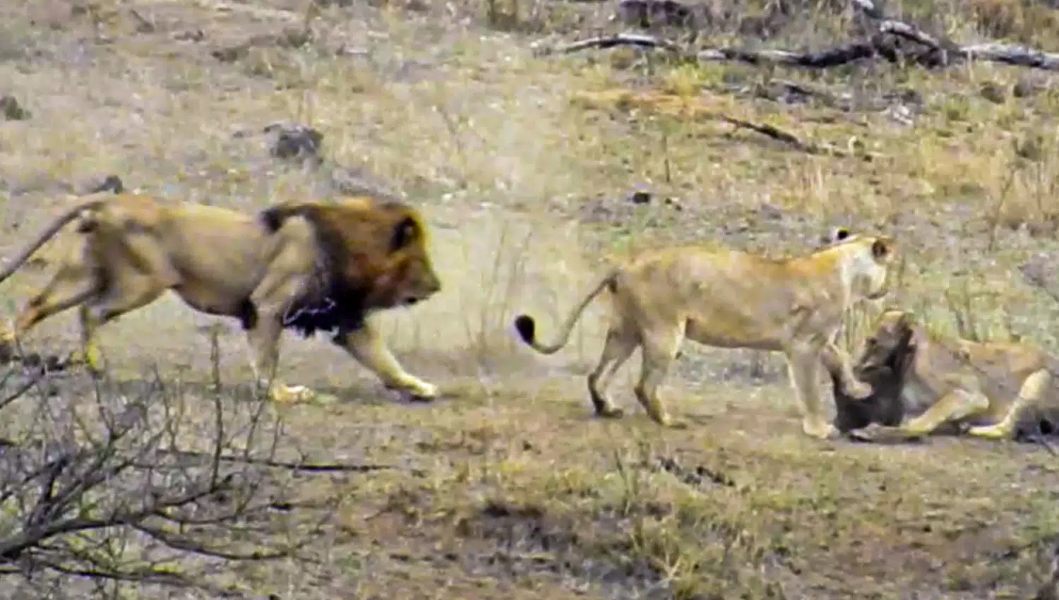 Male Lion Rescues Warthog from Other Lions