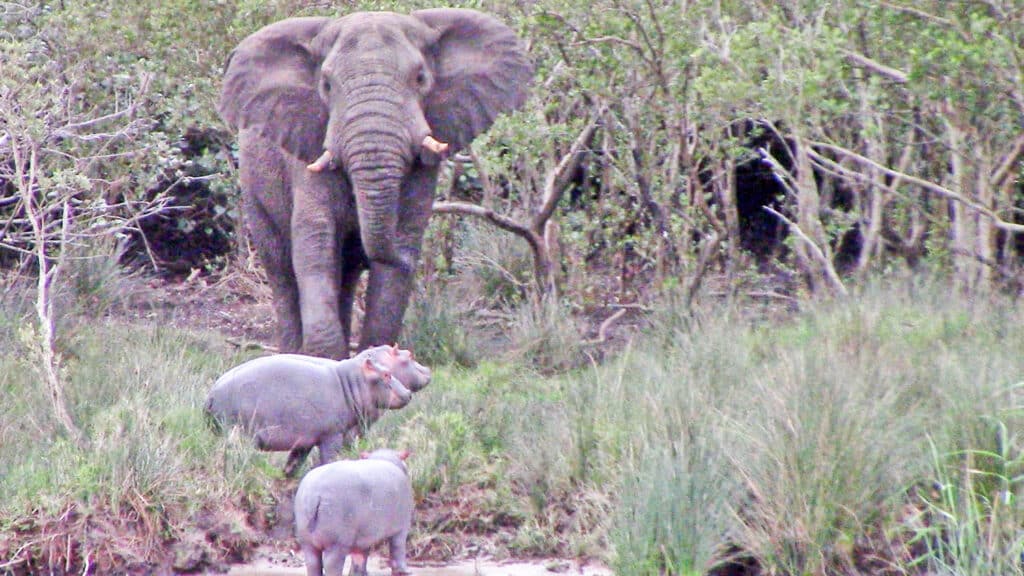 Massive Elephant vs 3 Baby Hippos