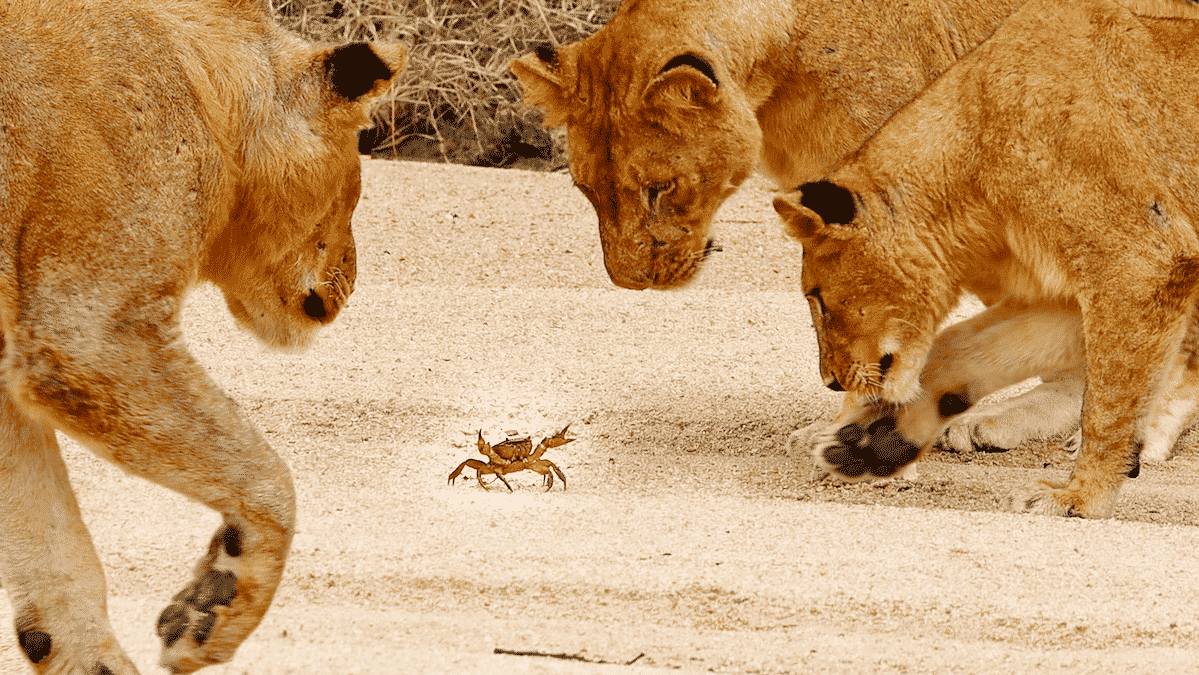 1 Crab Takes on Pride of Lions