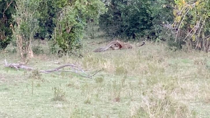 Python Constricts Leopard!