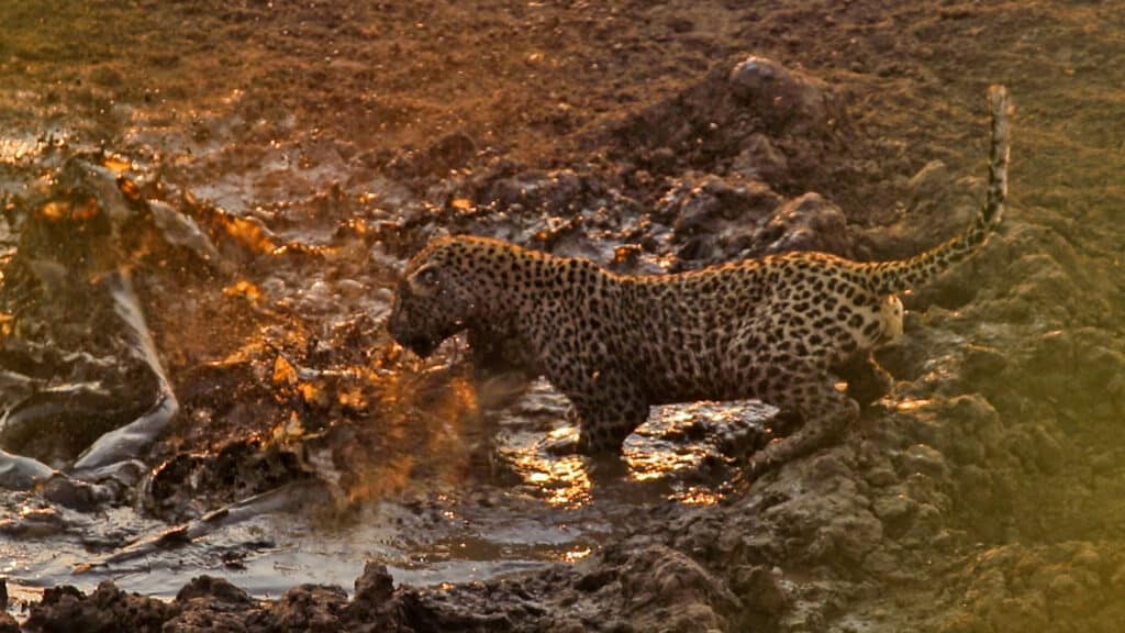 Fish in Small Puddle Doomed by Hungry Leopard