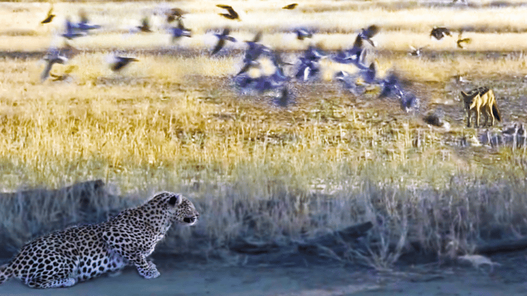 Leopard Hunting Jackal That's Hunting Birds