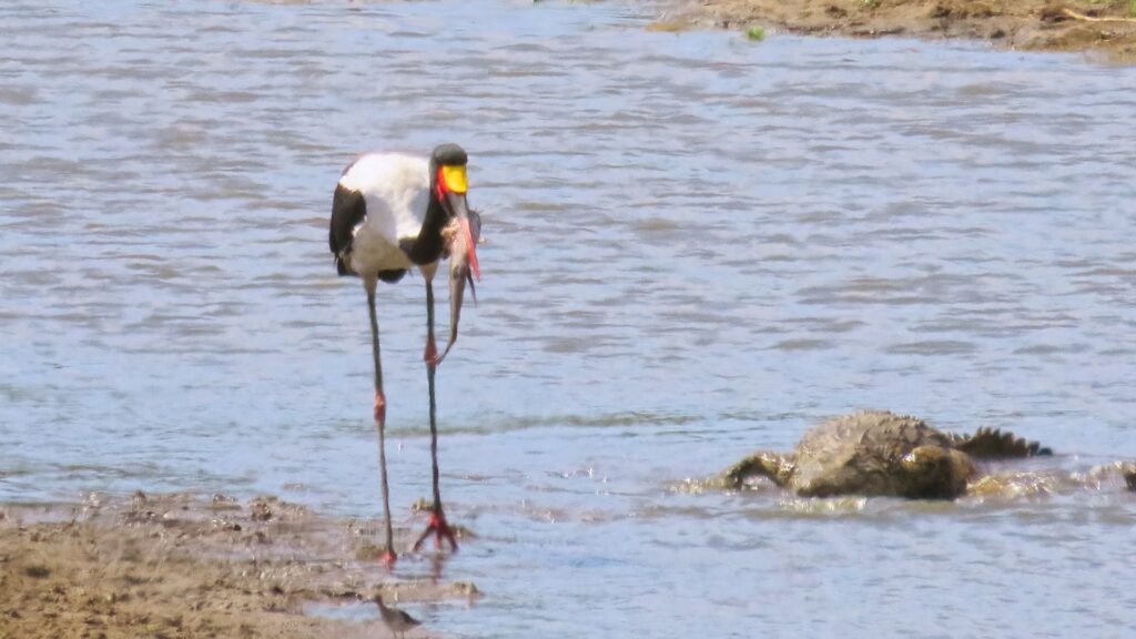 3 Hungry Birds and Crocodile Fight Over 1 Fish