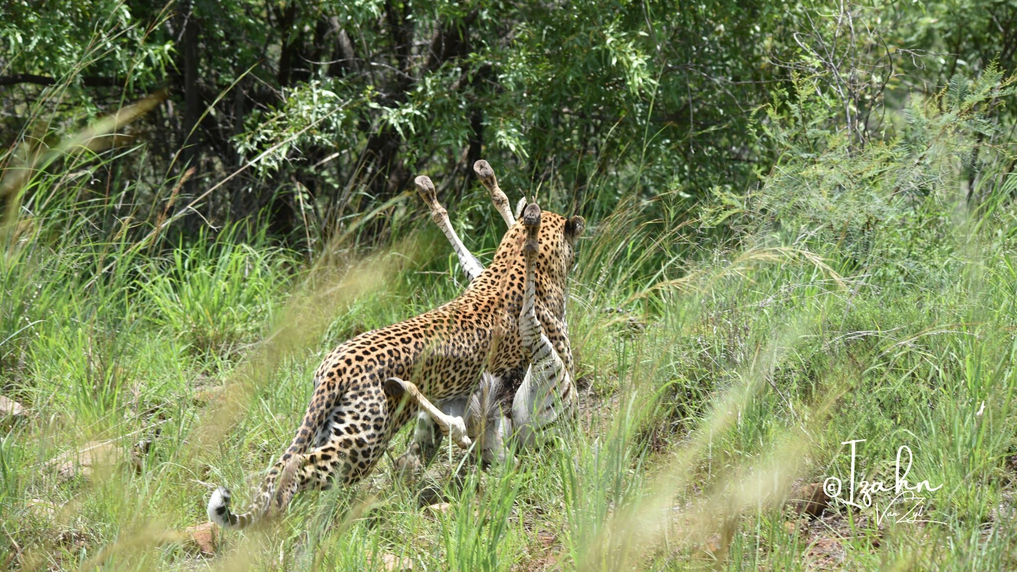 Leopard dragging baby zebra kill into the bushes in Pilanesberg Game Reserve