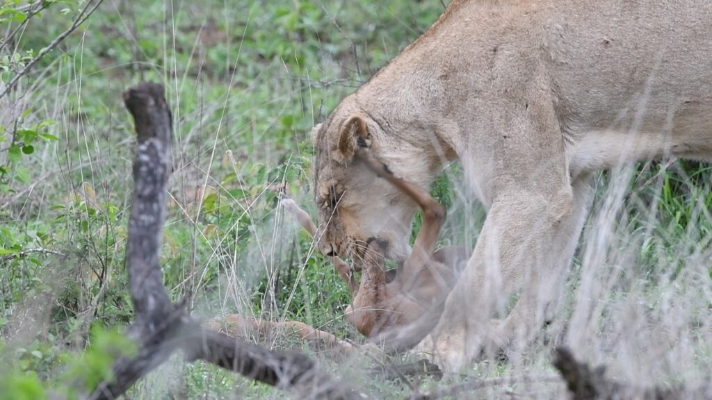 Lamb Tries to Fight Lioness