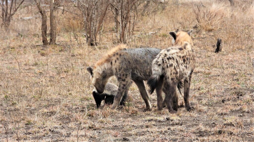 Hyenas Harass Honey Badger But Immediately Regret it